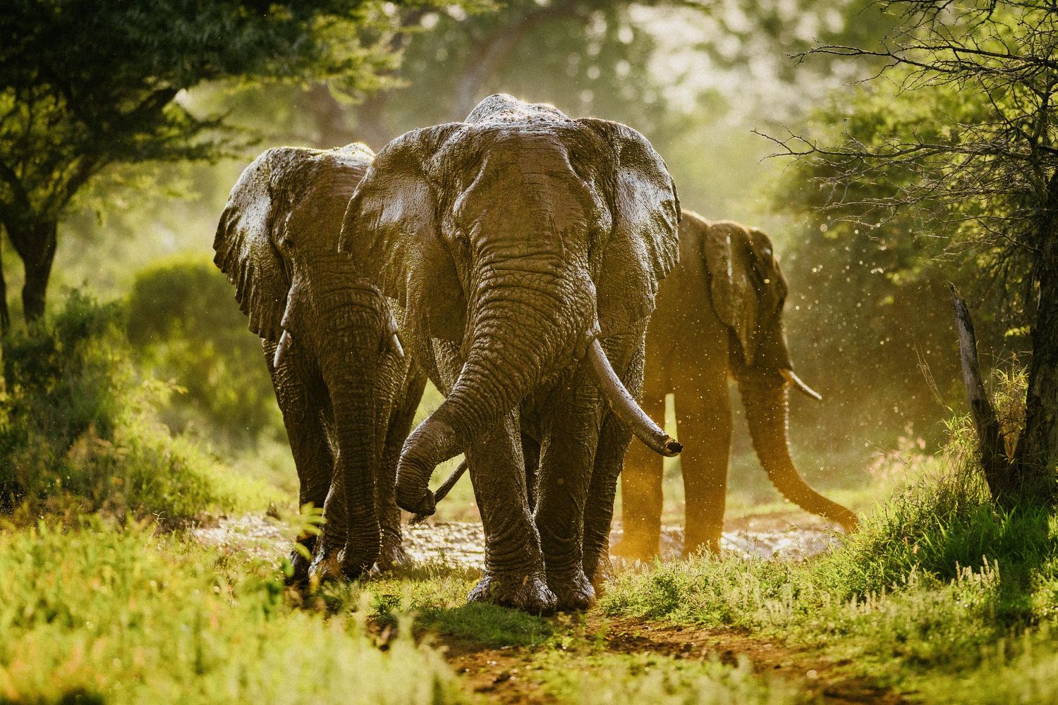 Group of elephants walking through dusty sunlit African landscape.