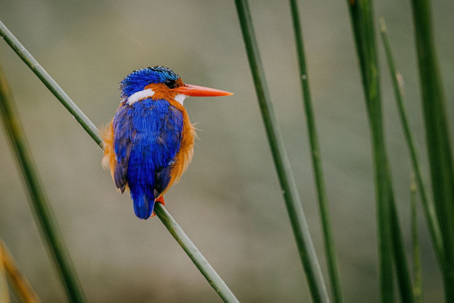 Bright blue kingfisher birds perched on reeds against blurred background.