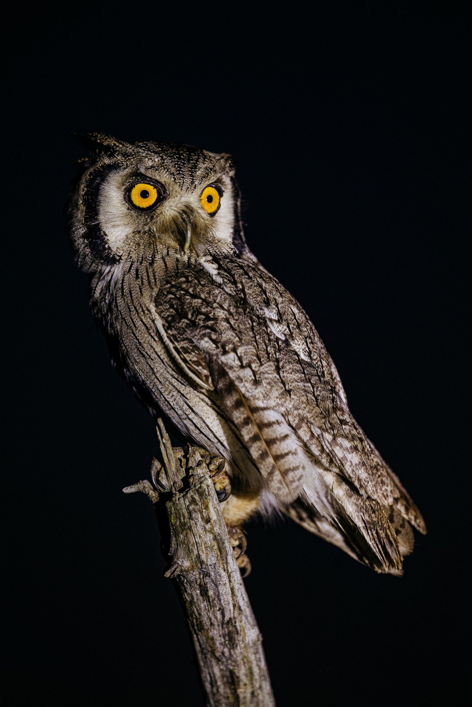 A series of close-up photographs showing an owl's head from different angles against a dark background with glowing yellow eyes.
