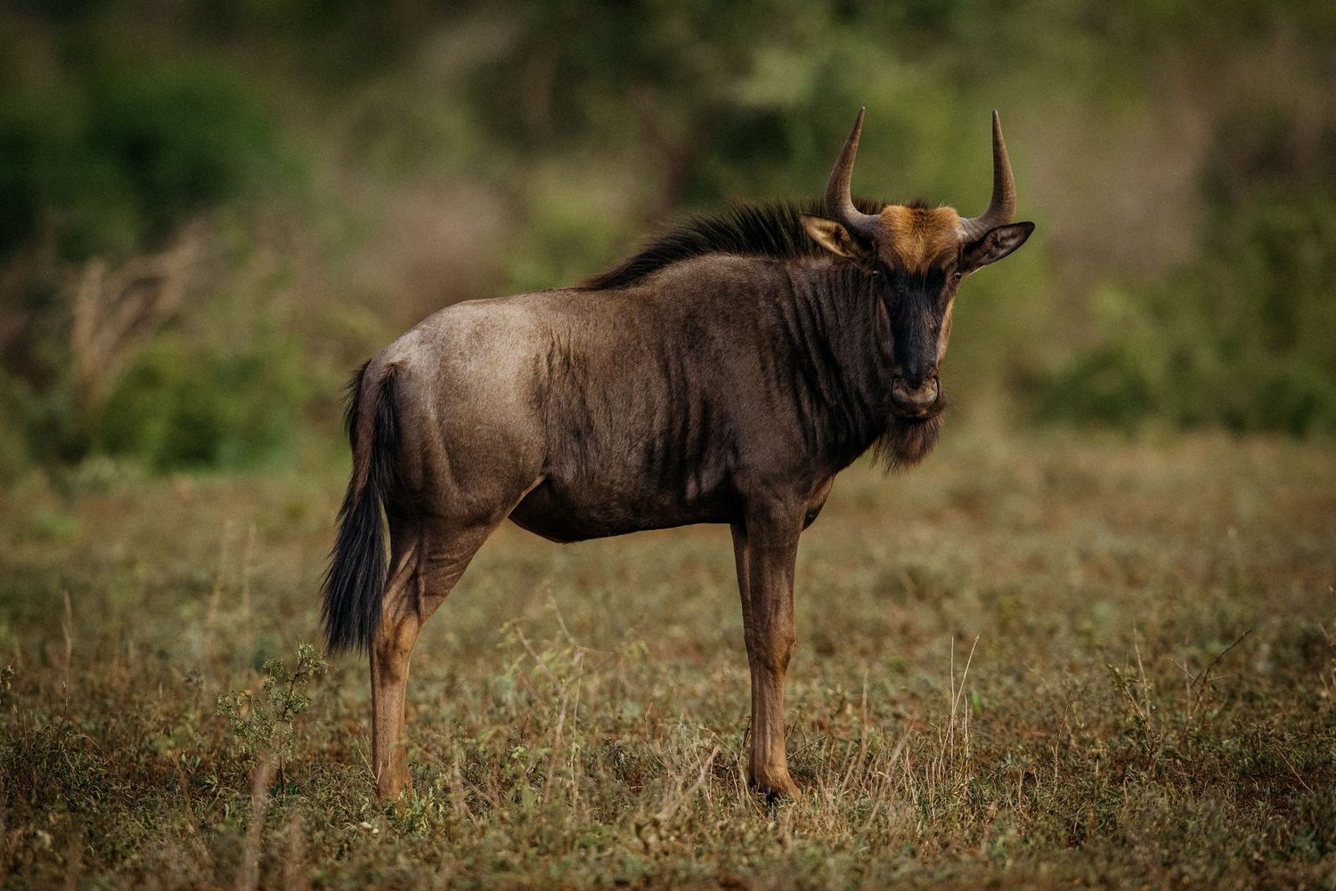 A wildebeest stands alert in dry grassland with its distinctive horns and dark brown coat visible against blurred foliage.