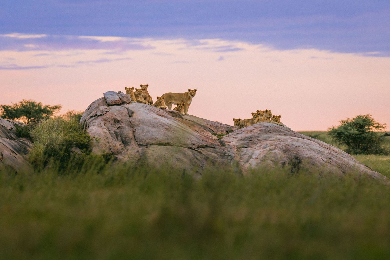 Lions resting on rocky outcrop in African savanna at dusk with purple sky and green grass.