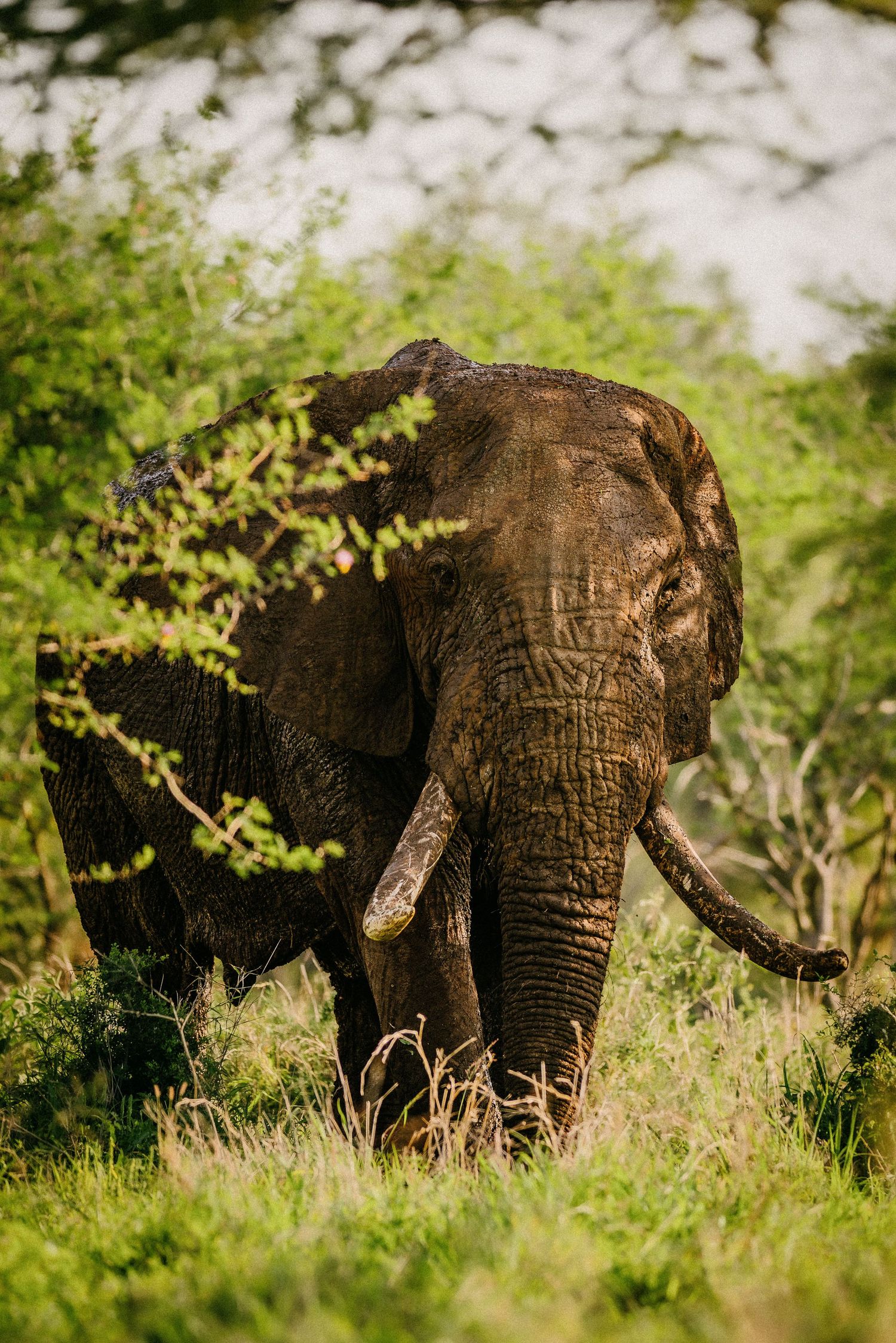 Elephants walking through lush green vegetation in African wilderness.