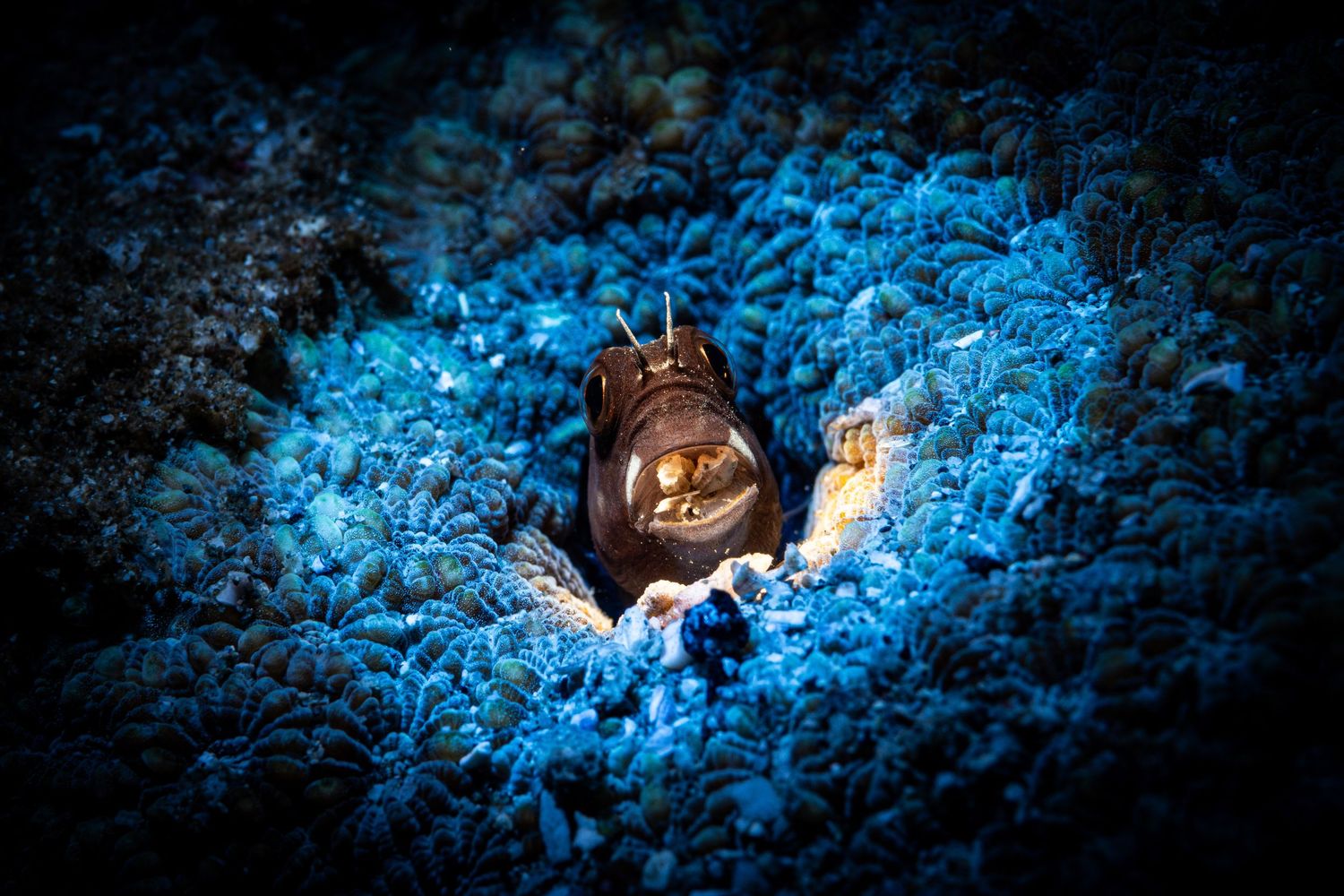 A series of glowing blue illuminated nests in a dark forest setting creates a magical nighttime atmosphere.