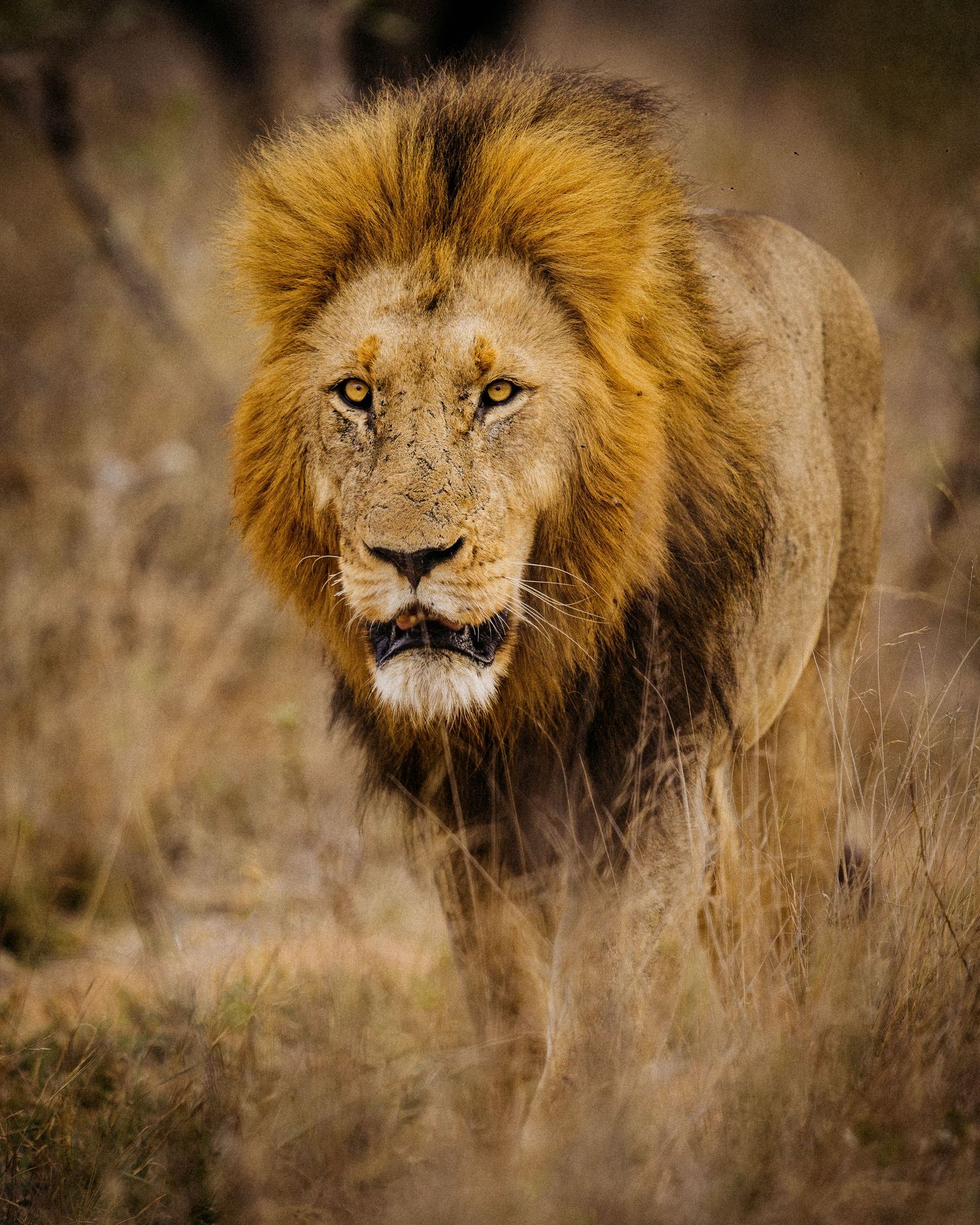 A majestic male lion with golden mane gazes intently through tall grass in the African savanna.