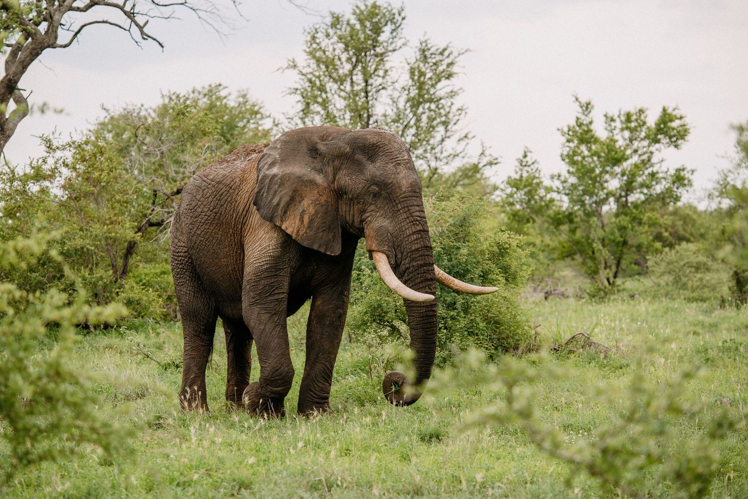 A large African elephant with impressive tusks grazes in a lush savanna landscape.