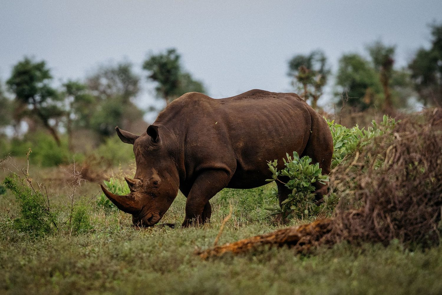 A black rhinoceros stands alert in the African savanna grassland with trees visible in the background.