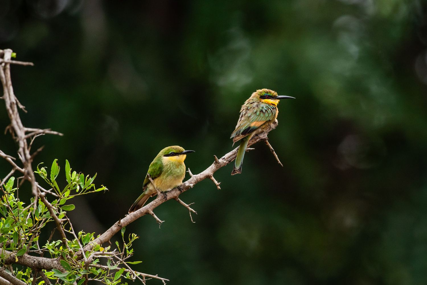 Small yellow and green birds perched among tree branches in natural habitat.