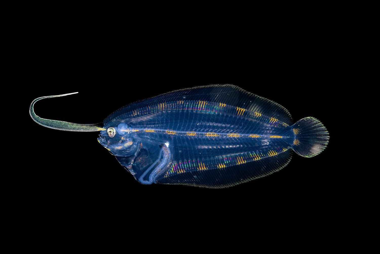 Blue striped fish swimming against black background showing detailed scale pattern.