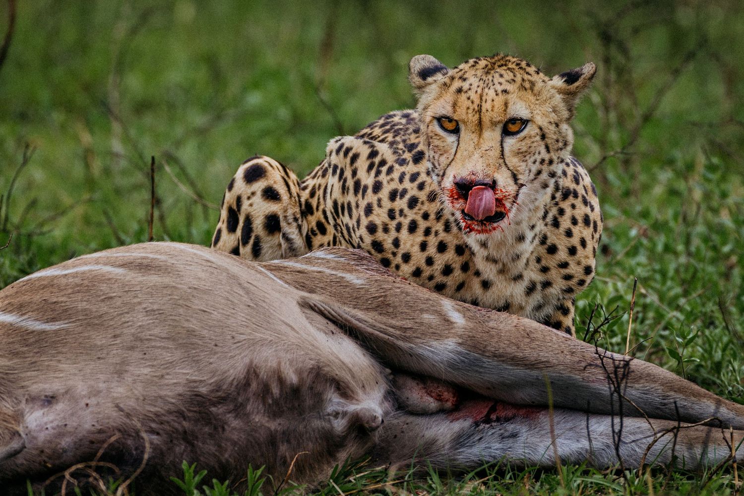 A sequence of photos showing a cheetah chasing and capturing a gazelle in the African savanna grasslands.