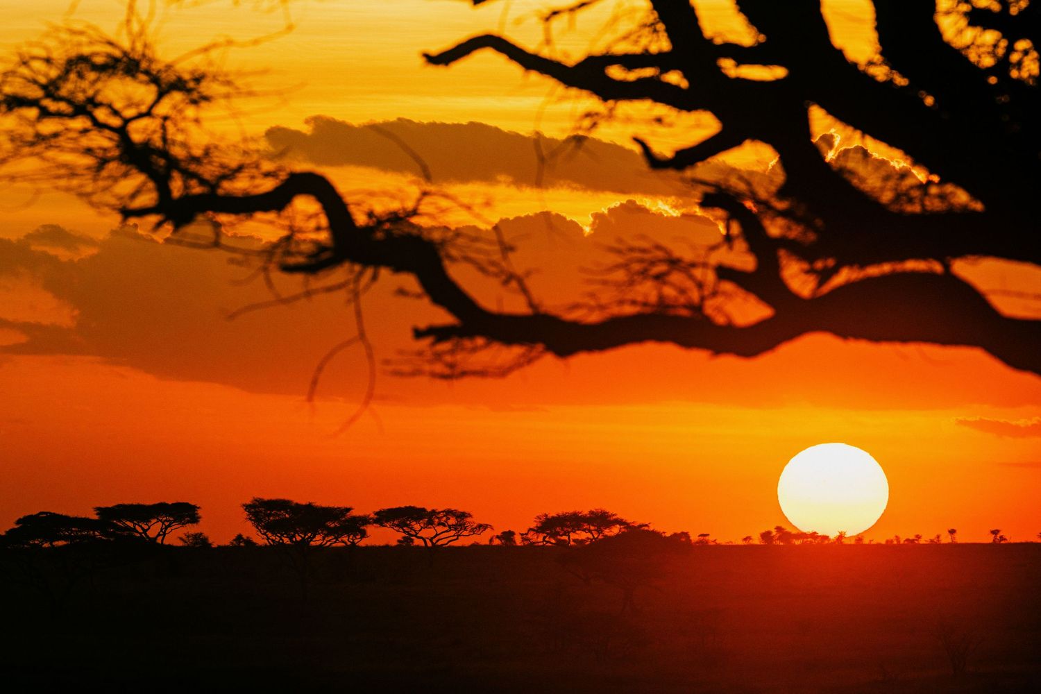 Stunning African savanna sunset with silhouetted acacia trees against a vibrant orange and red sky with the sun on the horizon.