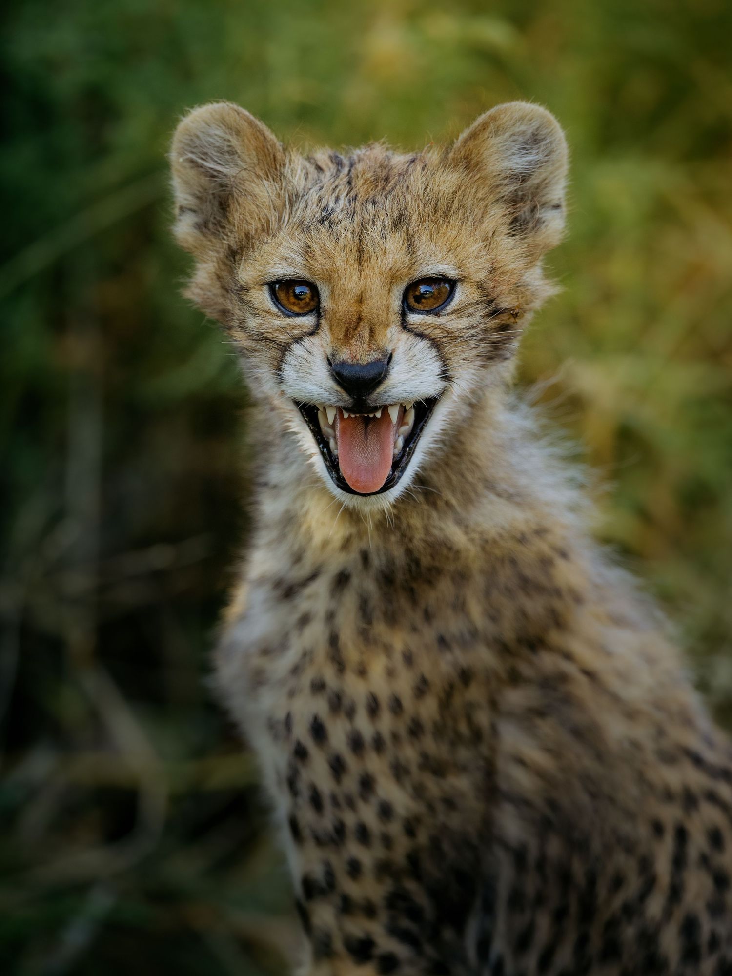 A young cheetah cub with spotted fur and amber eyes sits with mouth open, showing tiny teeth, against a green background.