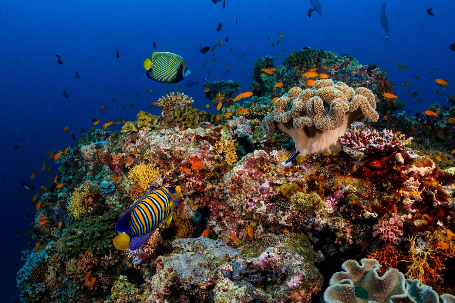 Vibrant coral reef ecosystem with colorful tropical fish swimming among diverse coral formations in crystal clear blue water.
