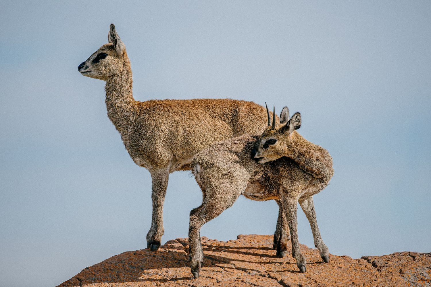 A group of mountain goats traverse along a steep rocky cliff edge against a hazy sky background.