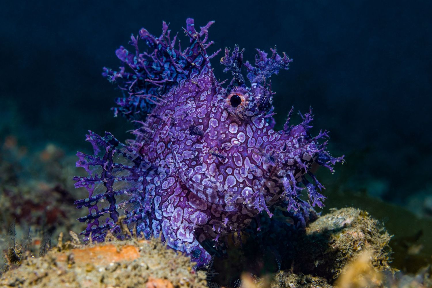 Vibrant purple sea whips and coral formations sway in an underwater reef ecosystem.