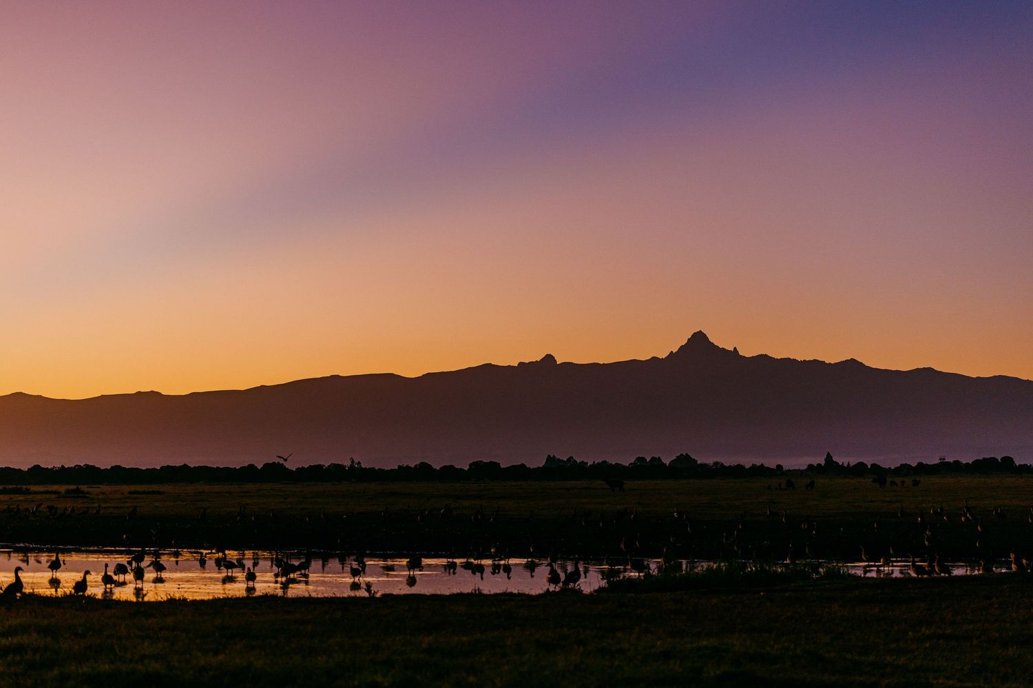 Golden sunset silhouettes mountain range over reflective wetlands with vibrant purple and orange sky.