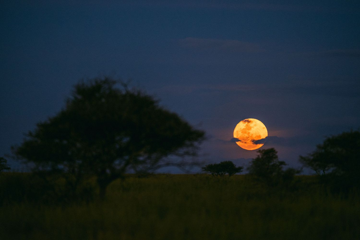 Large orange full moon rising over African savanna silhouetted acacia trees at dusk with dramatic blue sky.