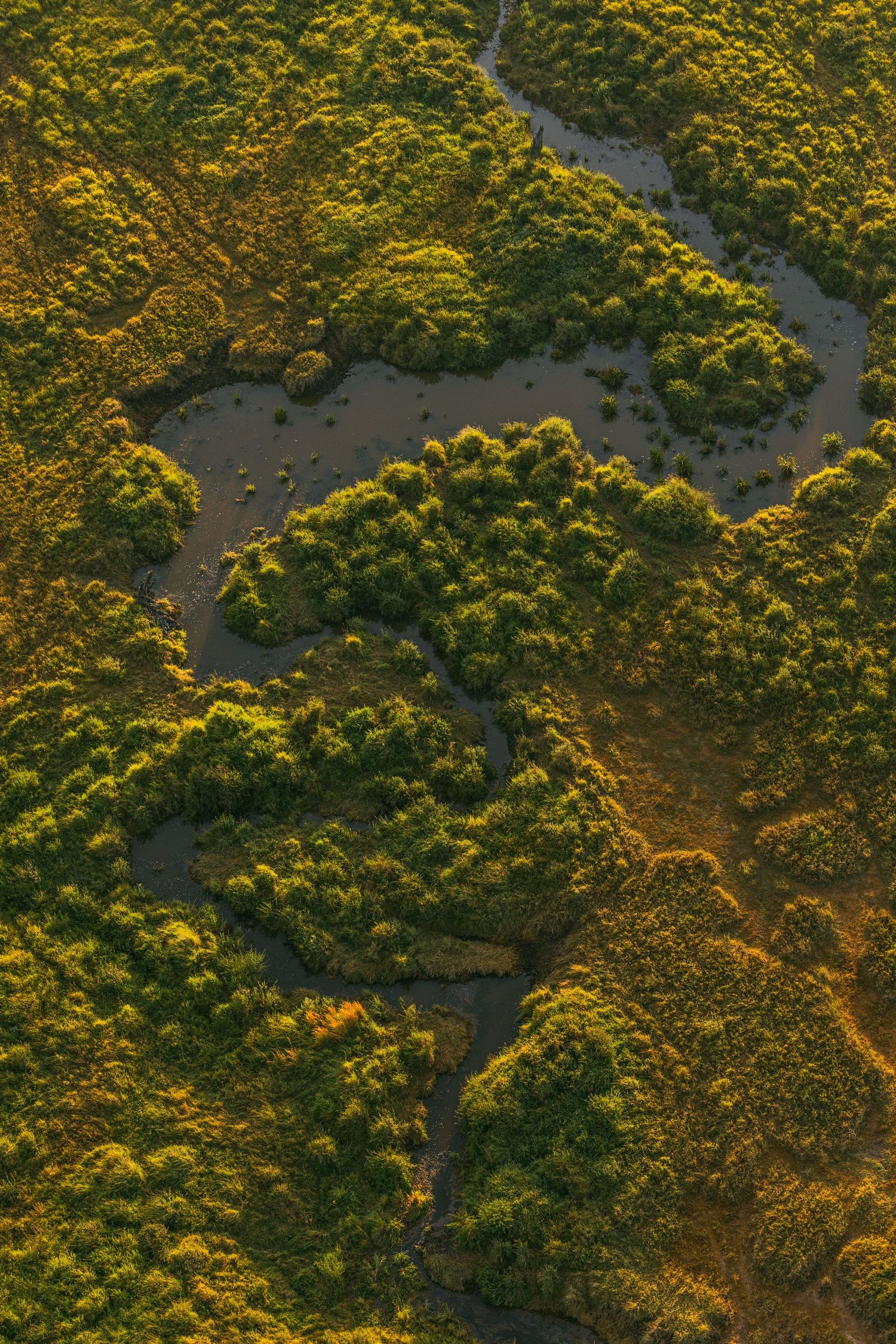 Aerial view of a winding river through lush green mangrove forest, bathed in warm golden sunlight.