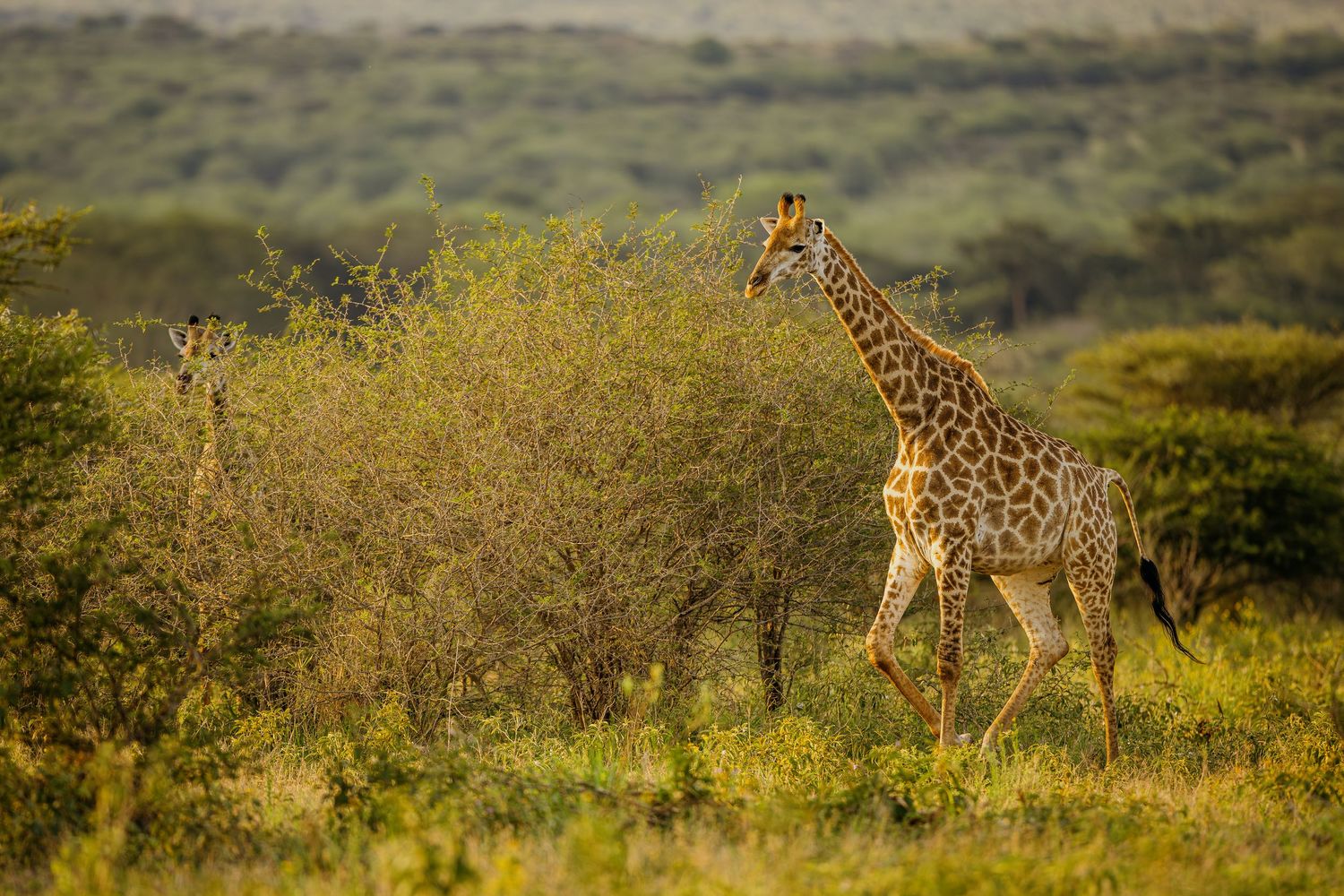 A panoramic sequence of a giraffe walking through the African savanna grasslands at sunset.