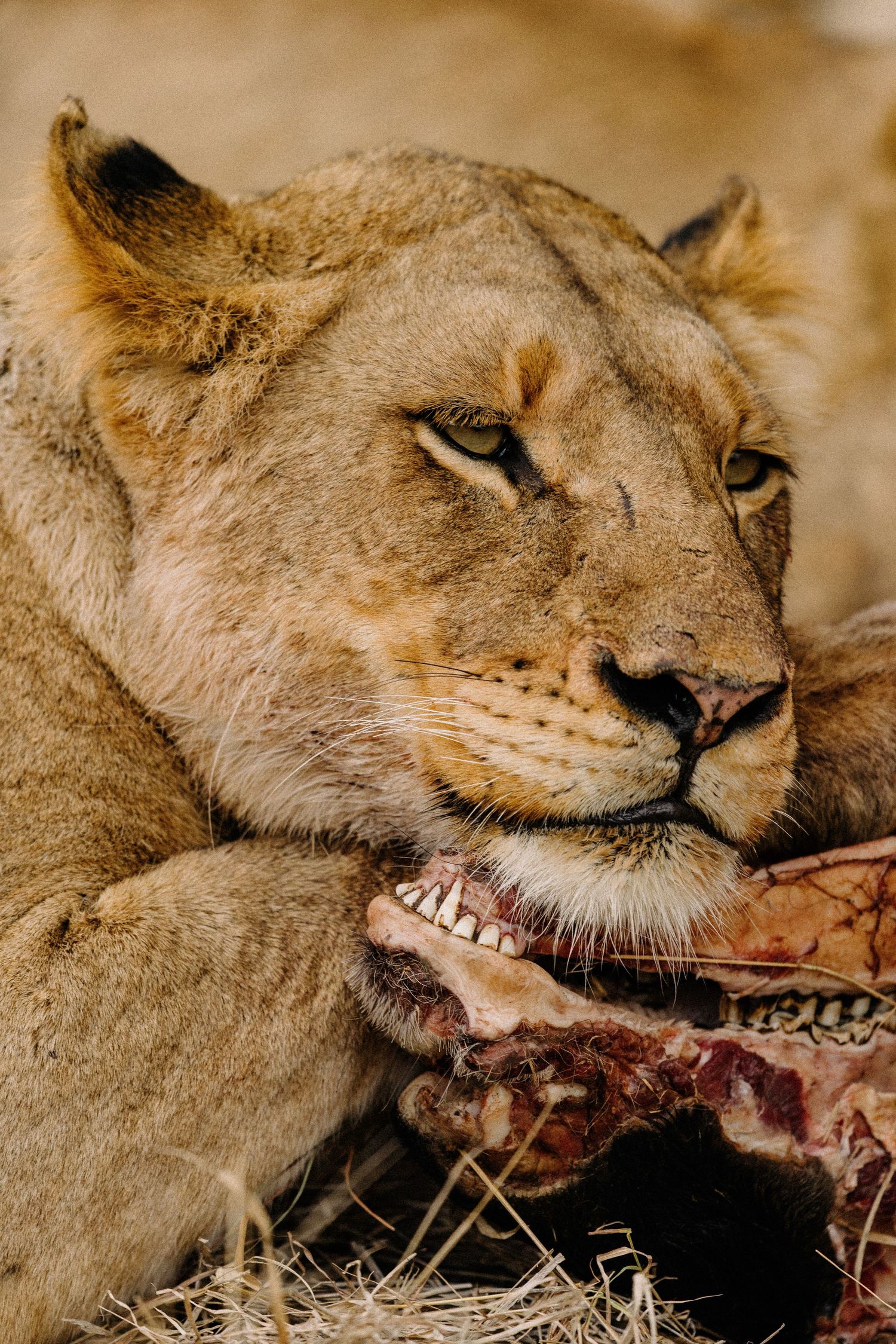 A lioness feeds on a fresh kill, showing her teeth as she tears into the meat in a series of close-up shots.