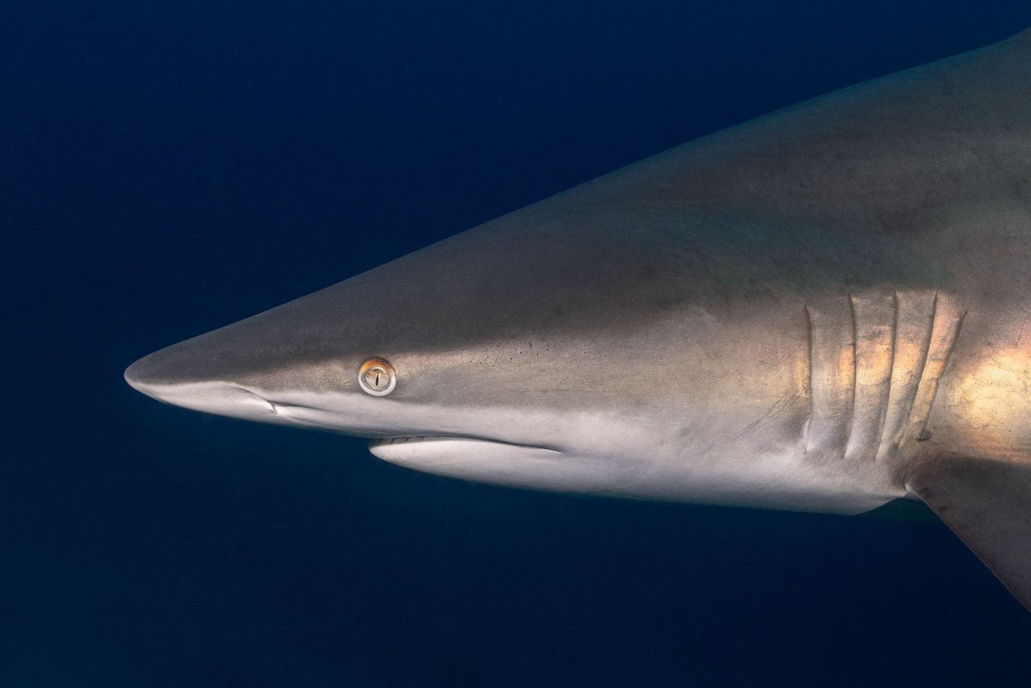 Close-up view of a shark's head showing its distinctive profile, sharp teeth, and dark eyes against a deep blue background.