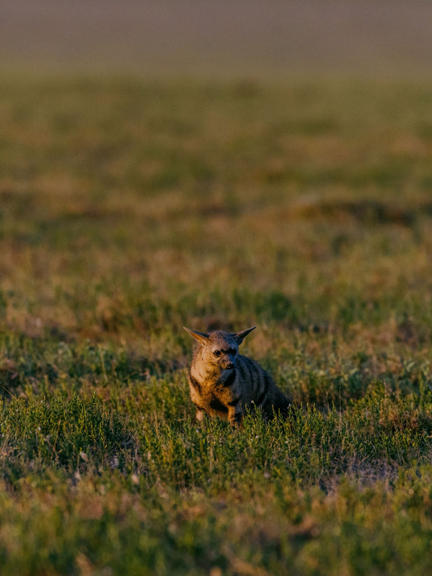 A small wild cat stands alert in golden grassland during warm sunset light in an open savanna field.