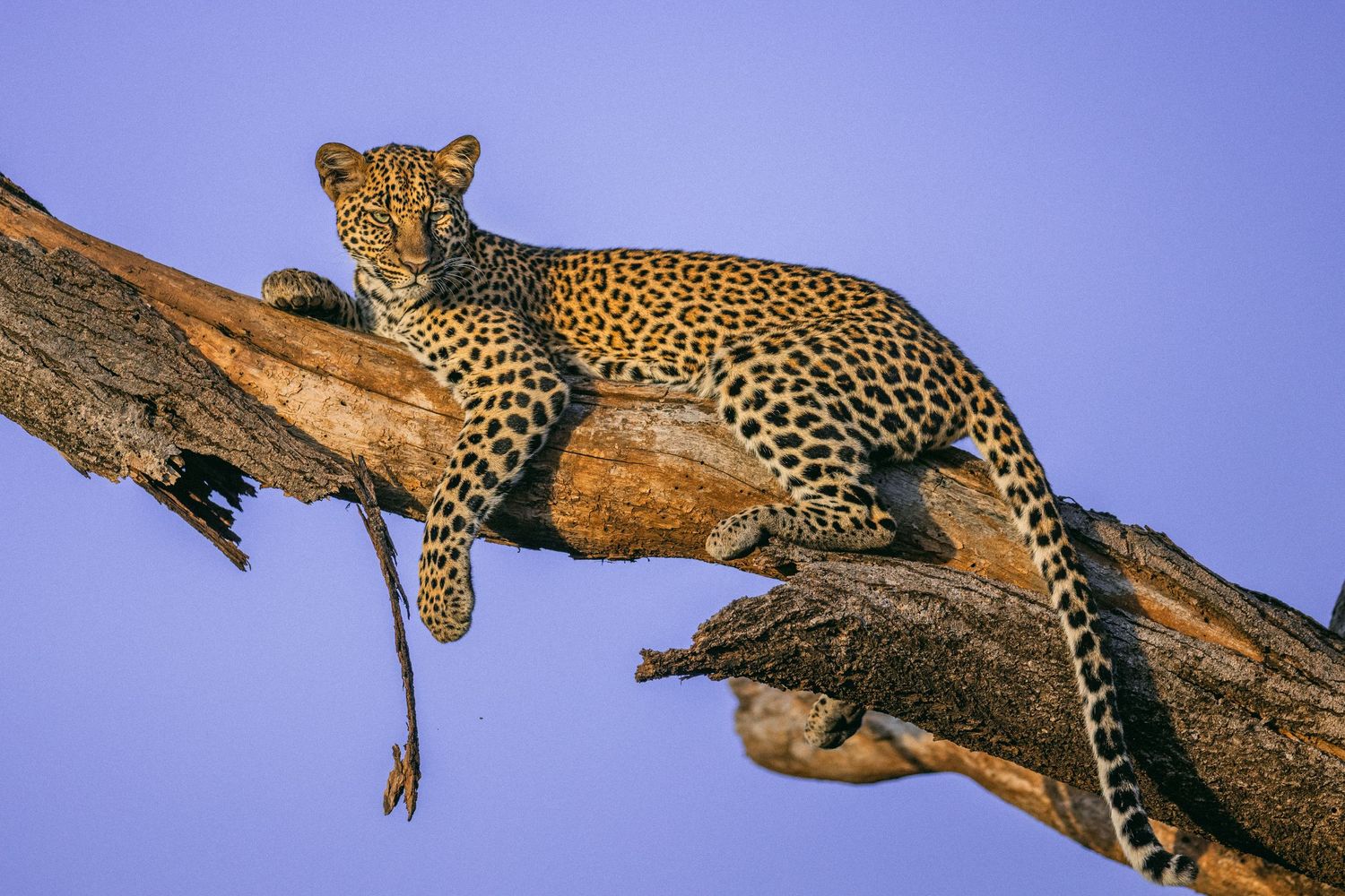 A leopard resting on a large tree branch against a clear blue sky in the African savanna.