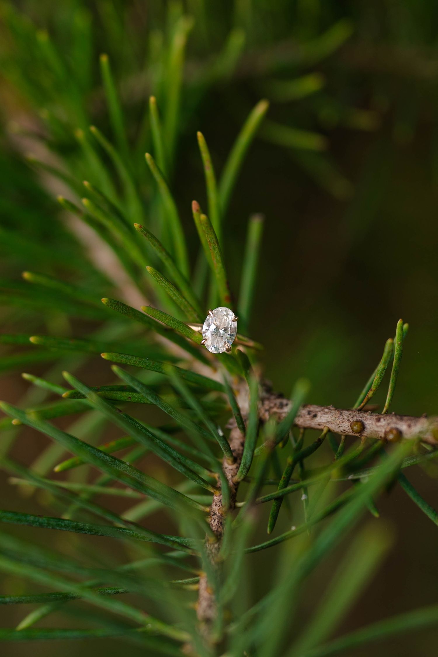 Oval diamond engagement ring displayed on green pine branch in natural outdoor setting.