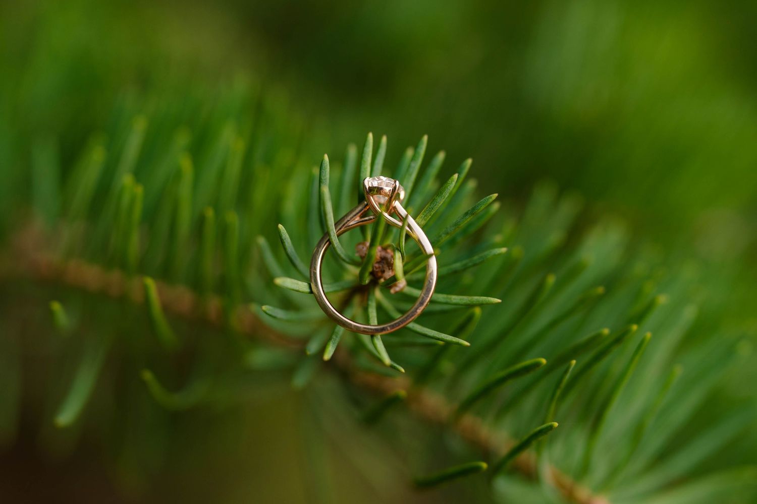 Gold engagement ring displayed on a green pine tree branch in a close-up nature setting.