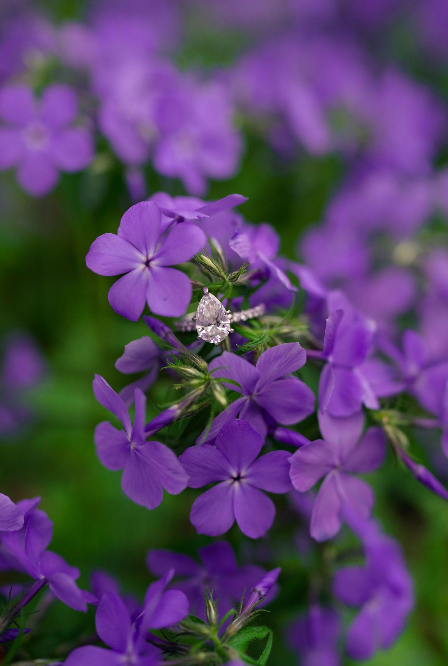 Close-up of vibrant purple phlox flowers in full bloom with lush green foliage in soft focus background.