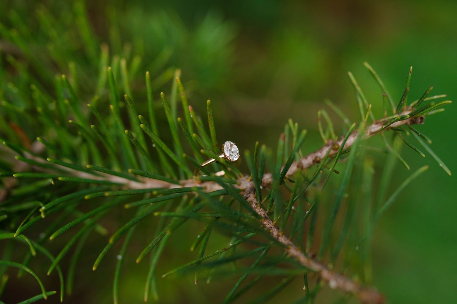 Diamond engagement ring delicately placed on green pine tree branch in nature.