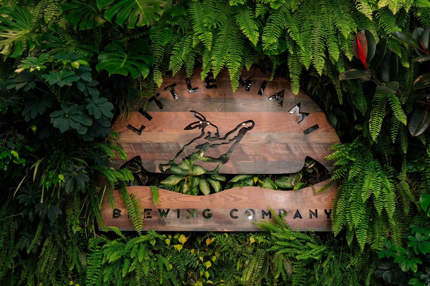 Little Miami Brewing Company wooden sign surrounded by lush green ferns and tropical foliage.