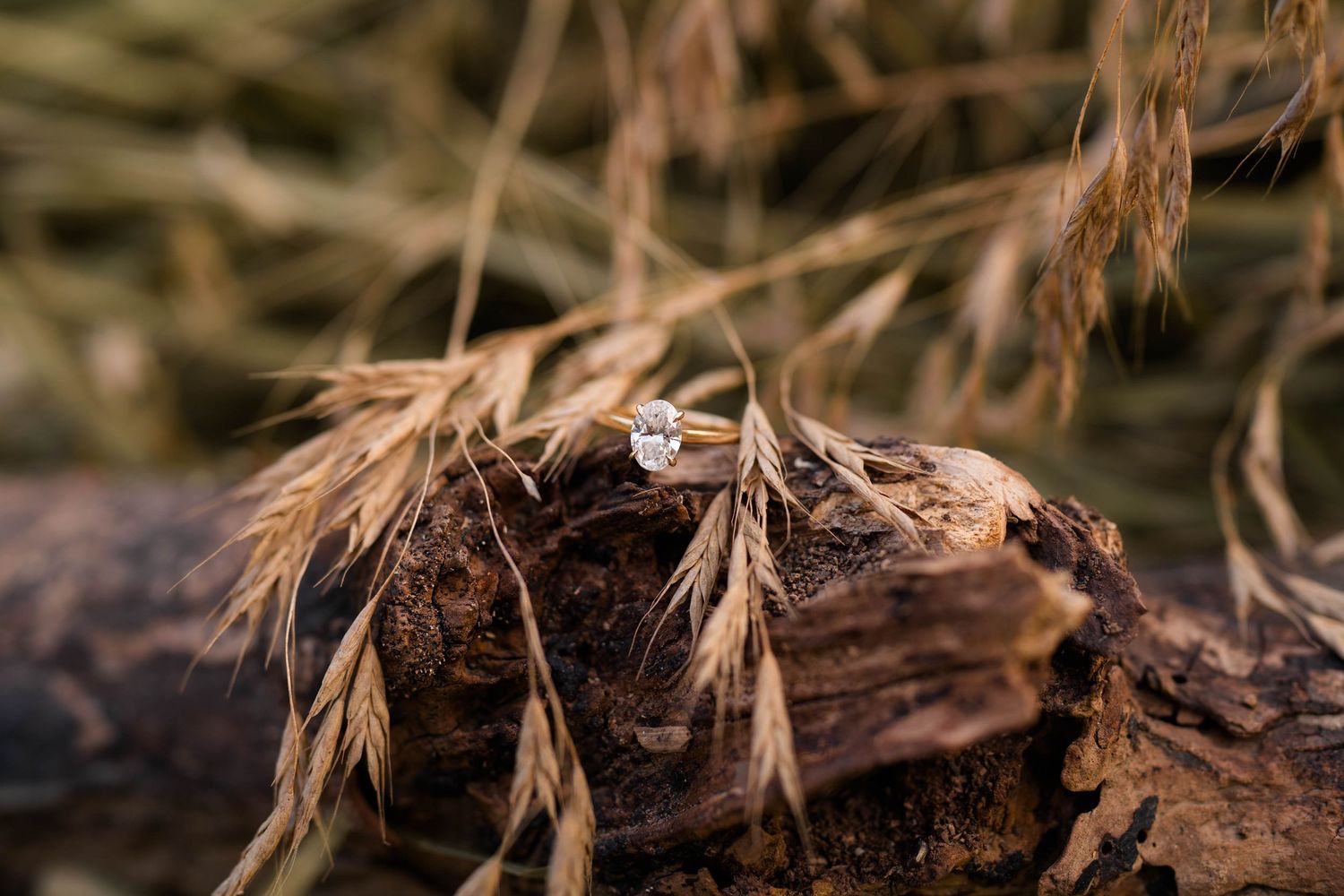 Close-up of a diamond engagement ring resting on rustic driftwood surrounded by dried wheat grass.
