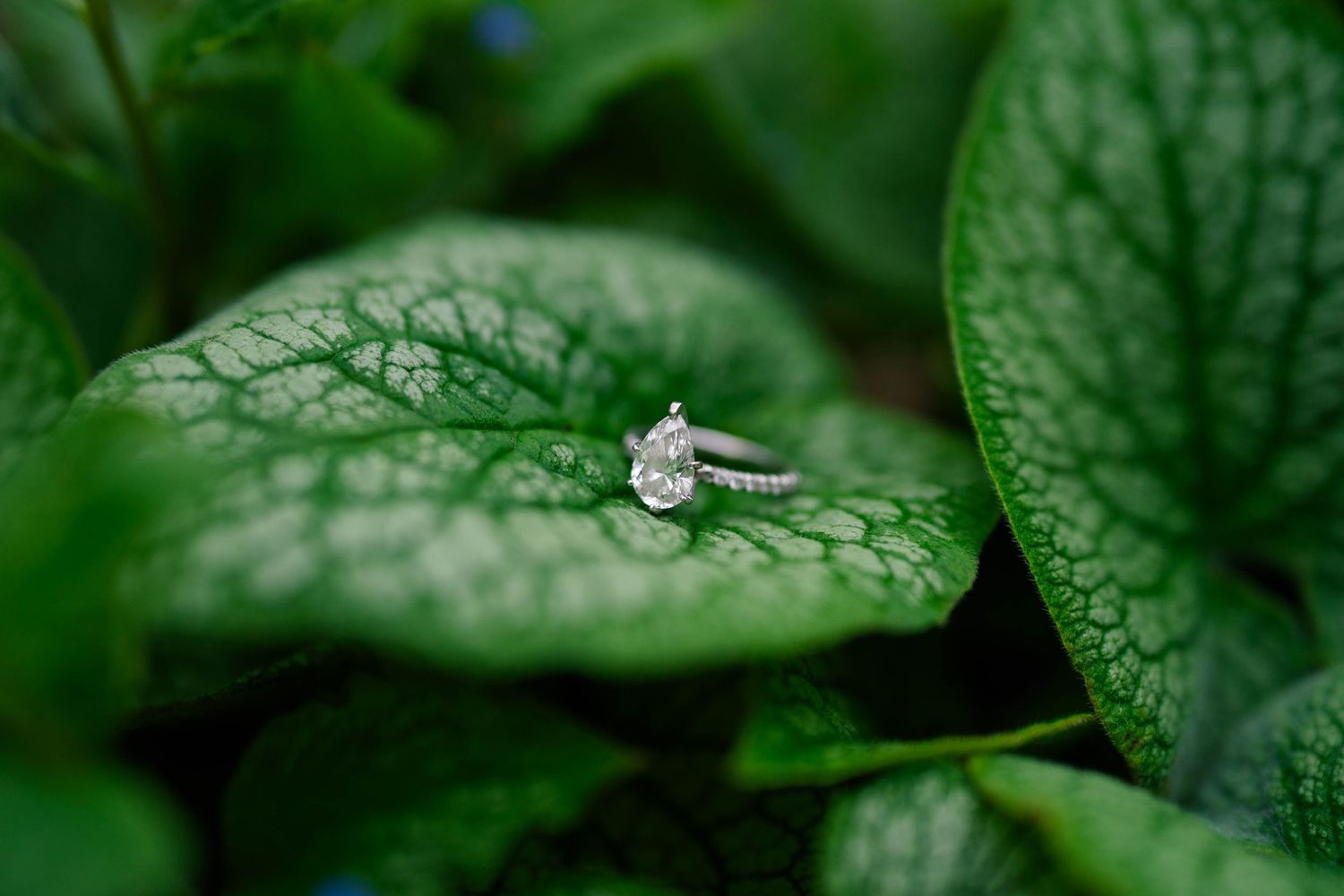 Close-up of a pear-shaped diamond engagement ring resting on lush green textured leaves outdoors.