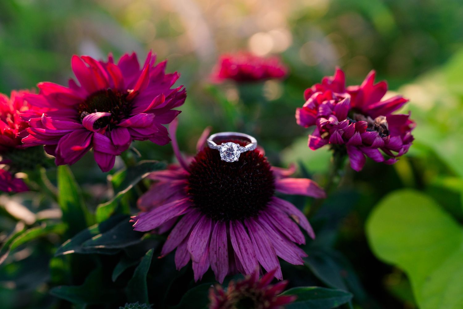 A diamond engagement ring rests on a purple coneflower surrounded by vibrant red blooms.