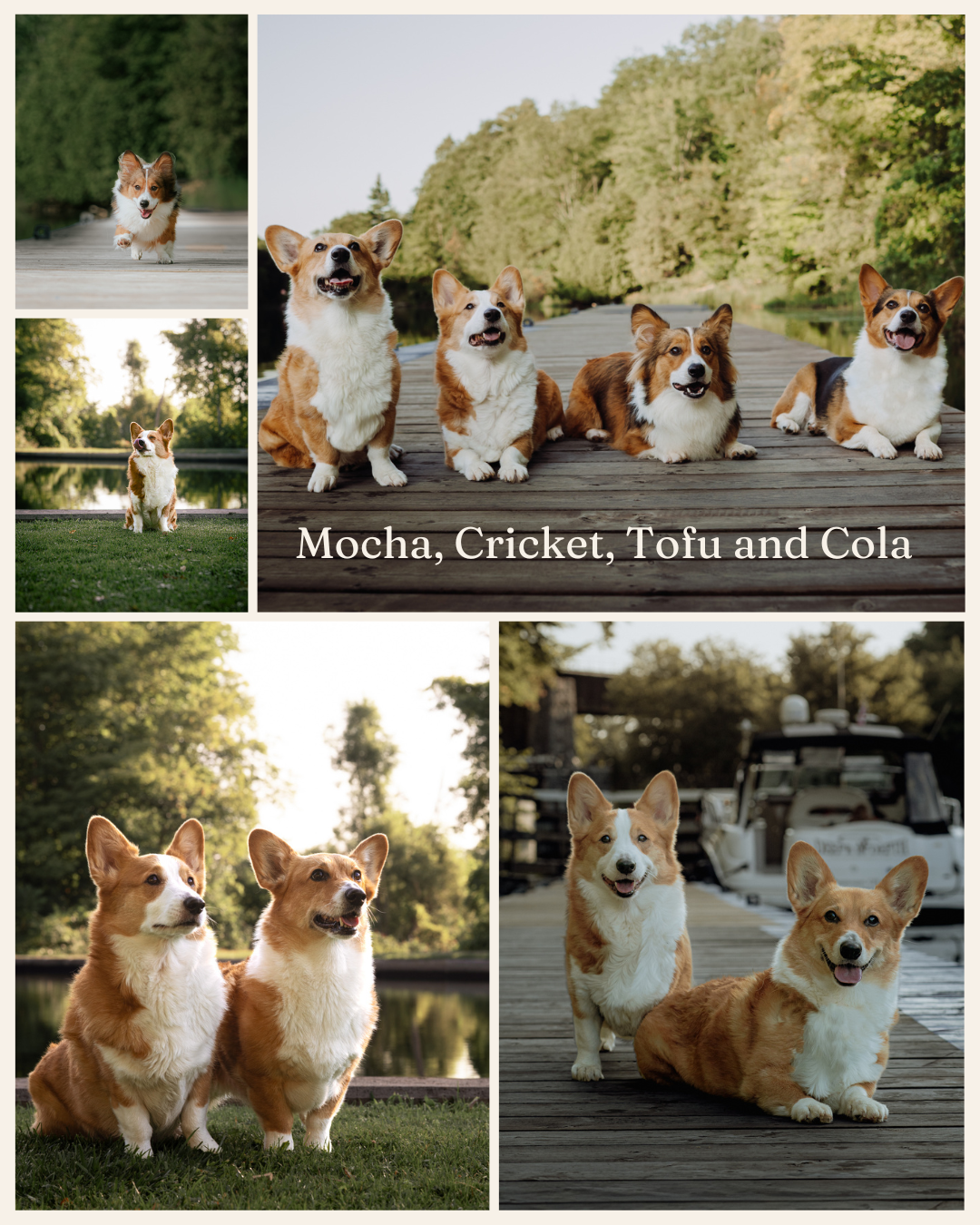 A collage of four Pembroke Welsh Corgis named Mocha, Cricket, Tofu, and Cola posing outdoors near a lake.