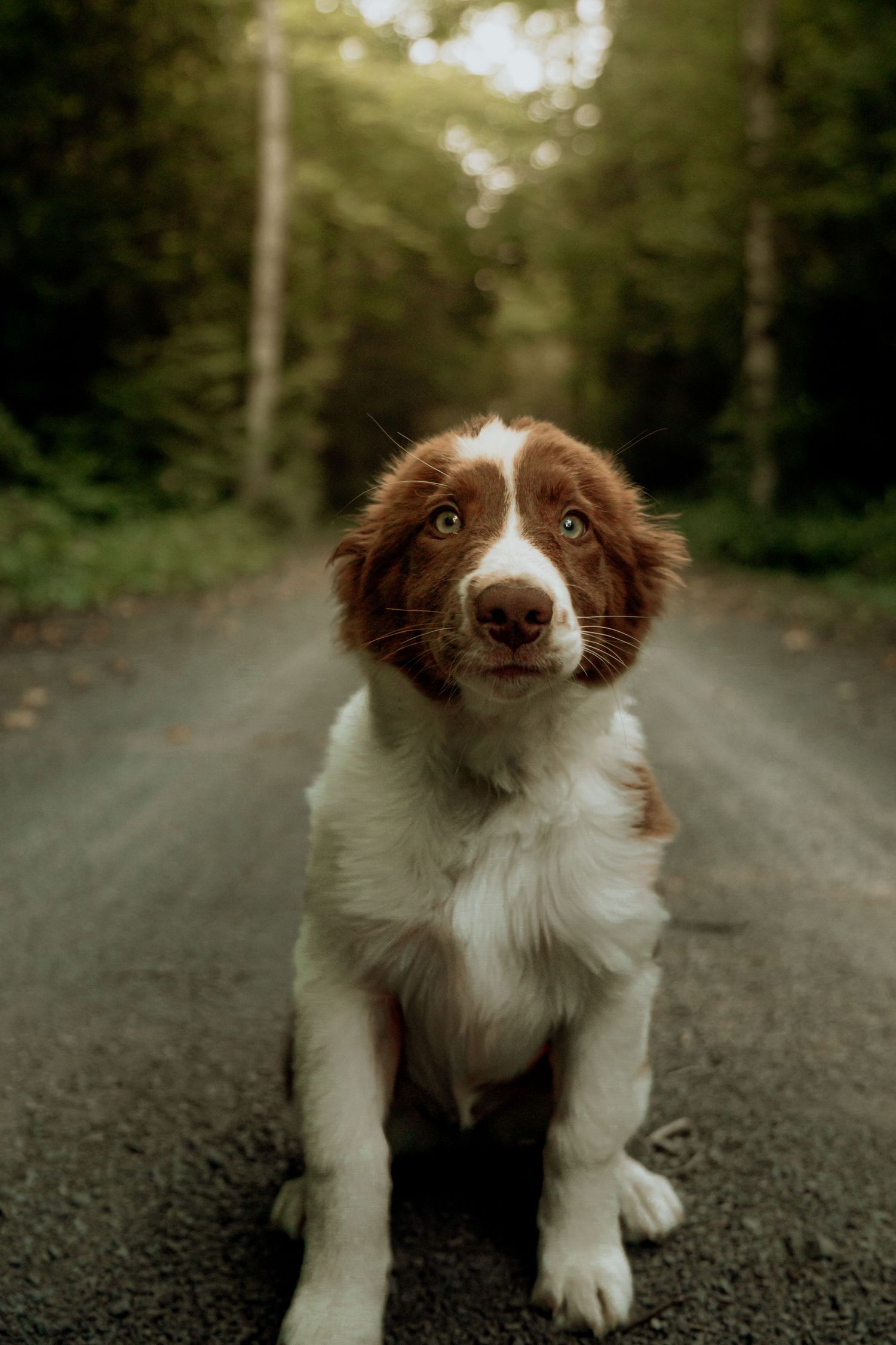 Brown and white spaniel puppy sitting on a forest road surrounded by green trees.