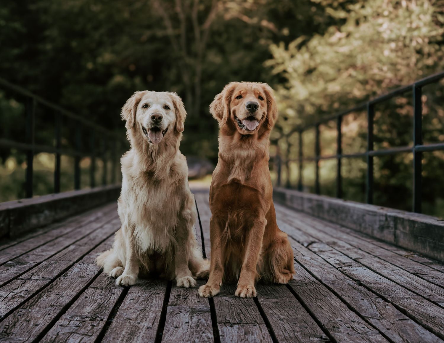 Two golden retriever dogs sitting together on a wooden bridge deck in a forest park.