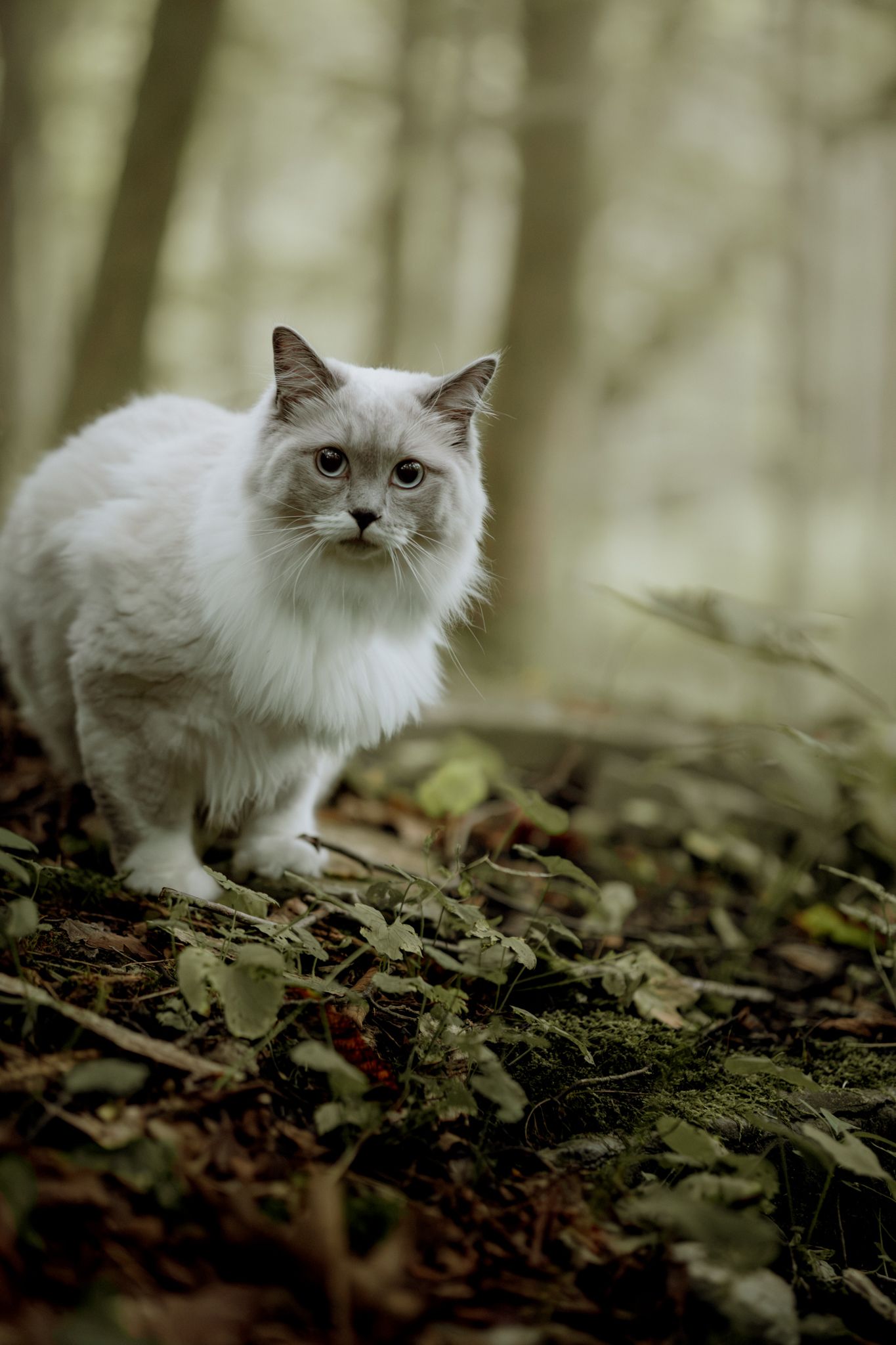 A fluffy white cat with blue eyes standing alertly on a forest floor covered in leaves and moss.