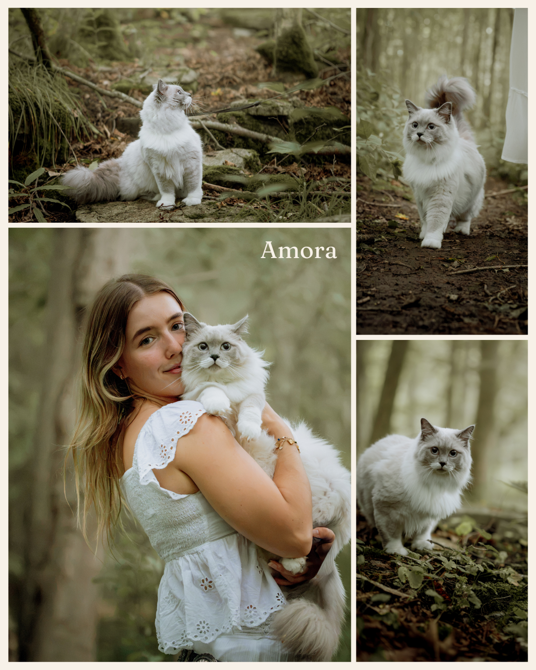 A fluffy Ragdoll cat named Amora poses in a forest while a woman in a white dress lovingly holds her.