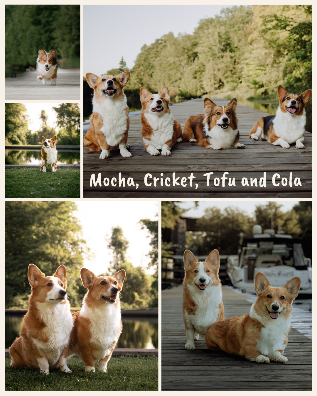 Four adorable Corgi dogs named Mocha, Cricket, Tofu, and Cola pose together on a wooden dock surrounded by lush greenery.