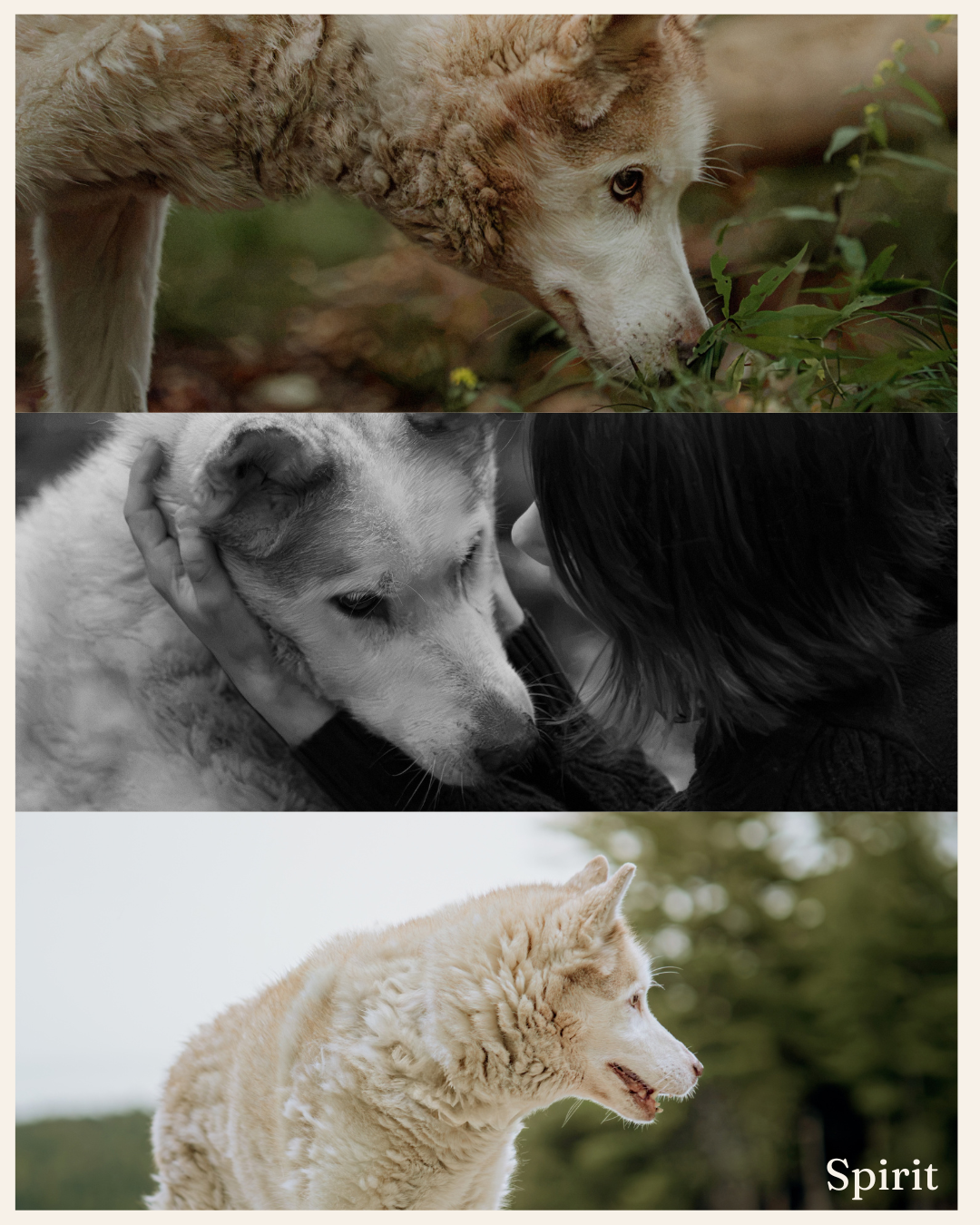 A fluffy white dog named Spirit sniffs green plants outdoors, shares a tender moment with a person, and gazes into the distance.