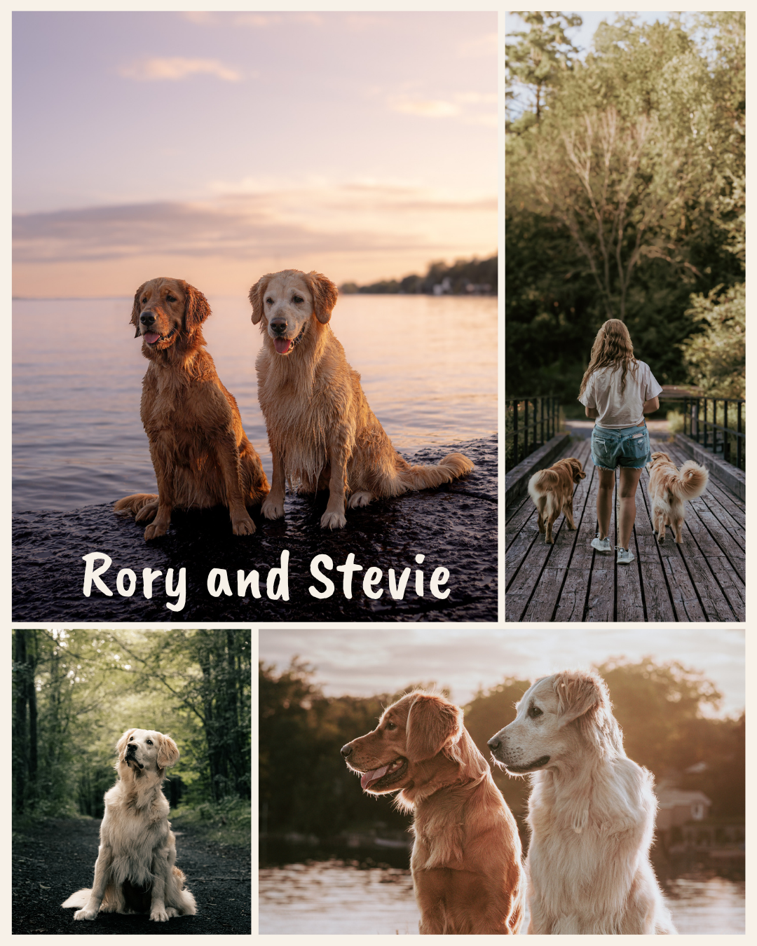Two golden retrievers named Rory and Stevie sit together on a rocky beach at sunset in this heartwarming pet photo collage.