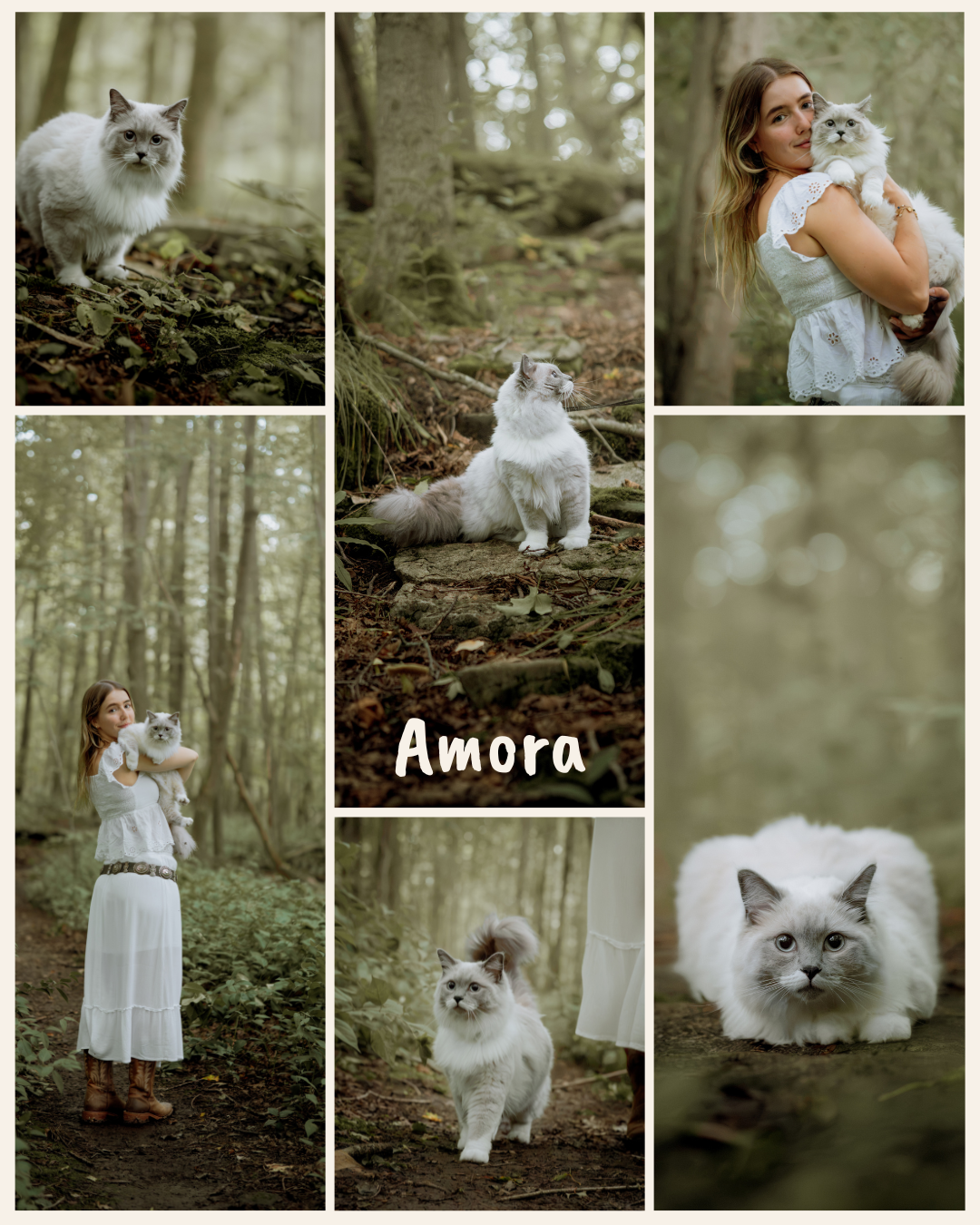 A fluffy white Ragdoll cat named Amora poses with a young woman in white dress among misty green forest woods.