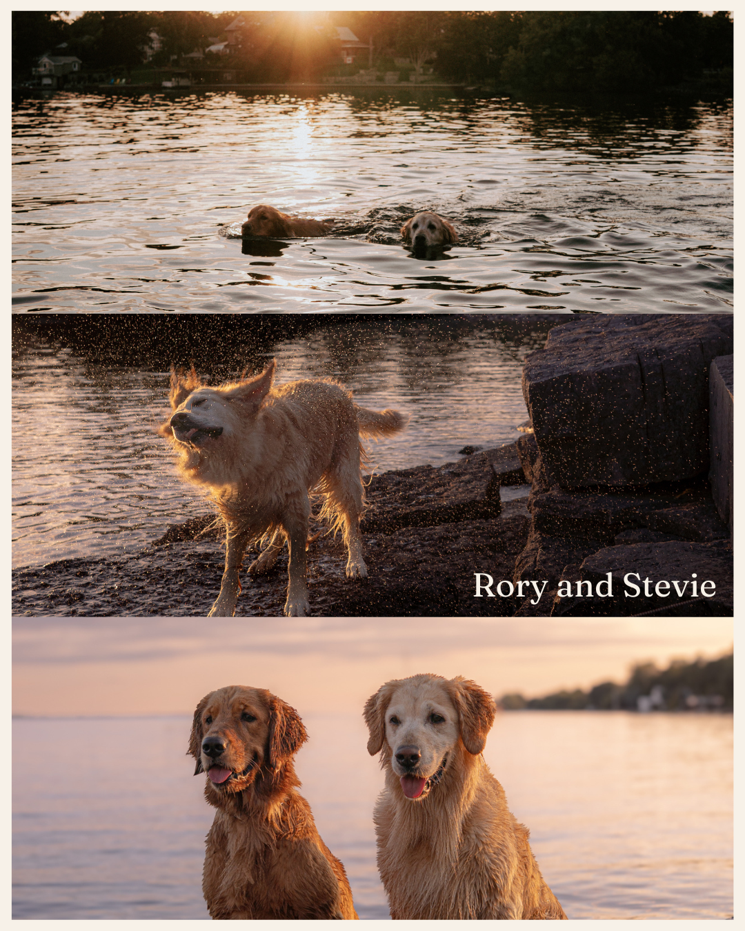 Two golden retrievers named Rory and Stevie swimming, shaking off water, and posing at sunset by a rocky shoreline.