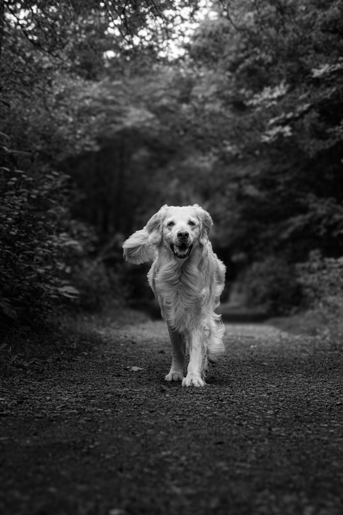 Black and white photo of a happy Golden Retriever running down a forest path toward the camera.