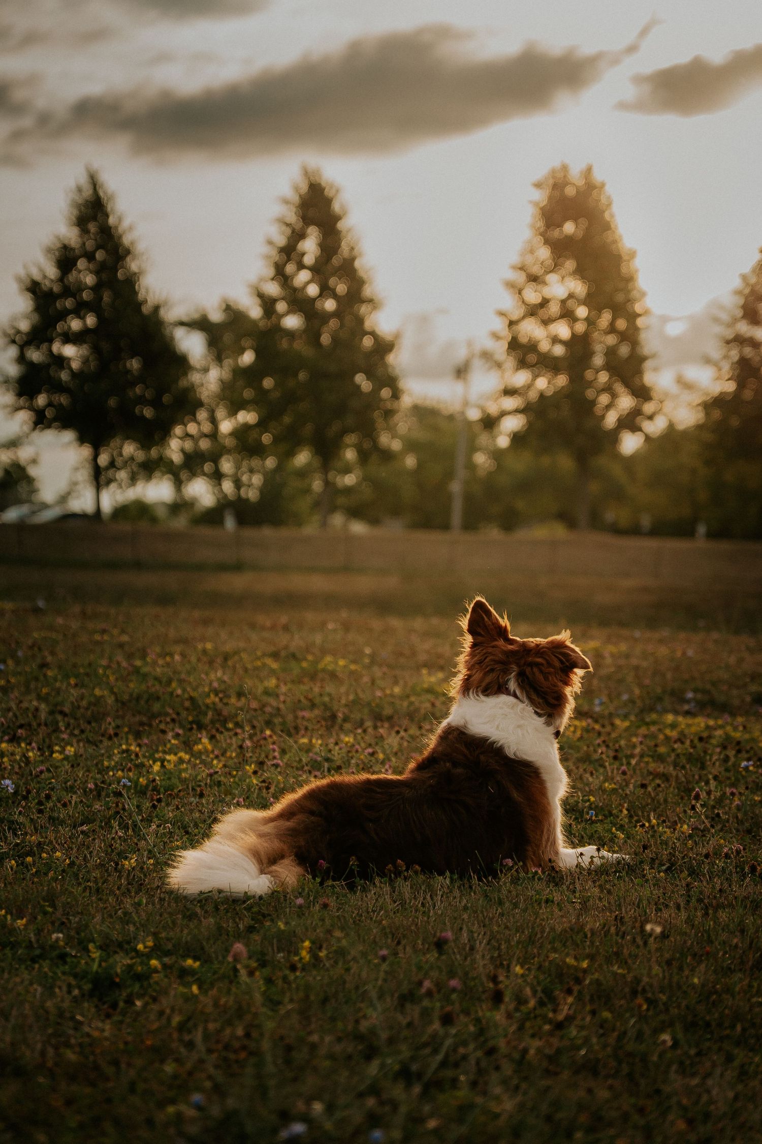 A brown and white Border Collie sits facing away on a grassy field during a beautiful golden sunset.