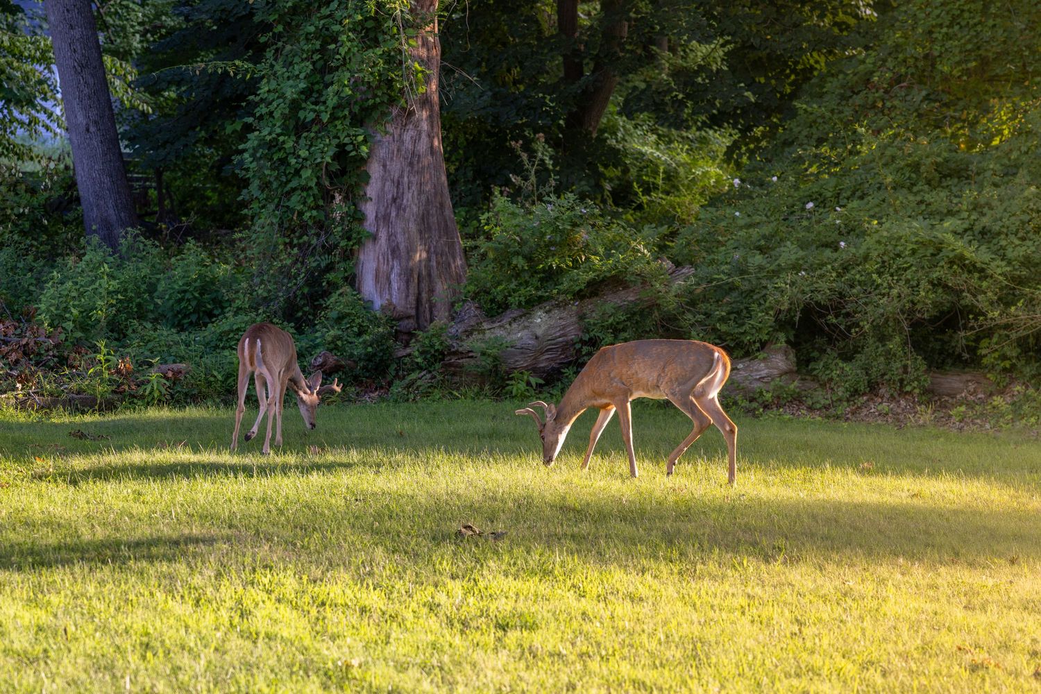 Two white-tailed deer grazing on lush green grass near a wooded area in golden sunlight.
by Andrew Fein Photography - Family and Newborn Pho