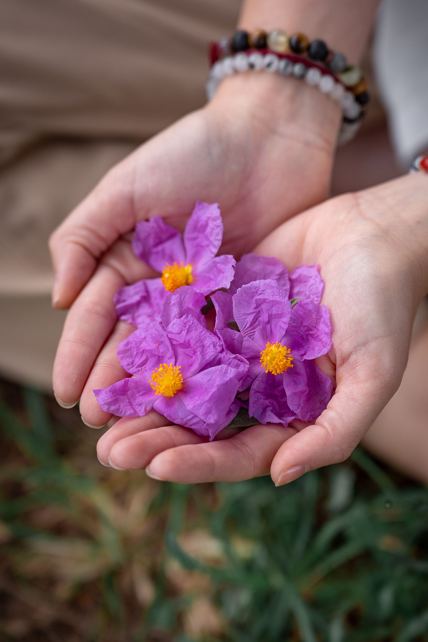 Hands cupping delicate pink rockrose flowers with yellow centers, adorned with colorful beaded bracelet outdoors.