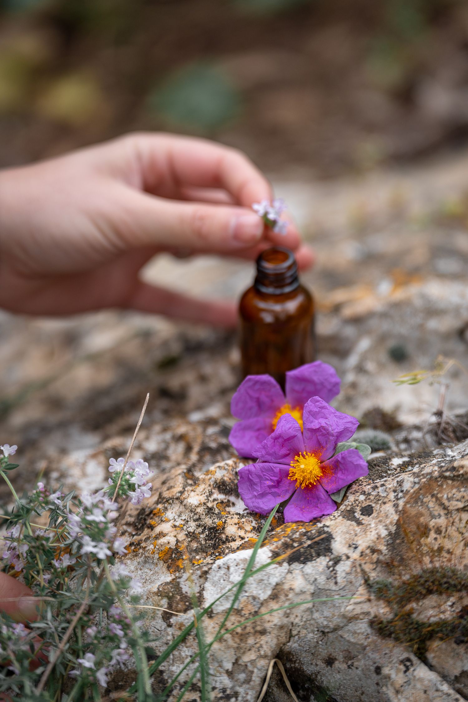 Hand holding small white flower near amber essential oil bottle beside purple rockrose on rocky surface.