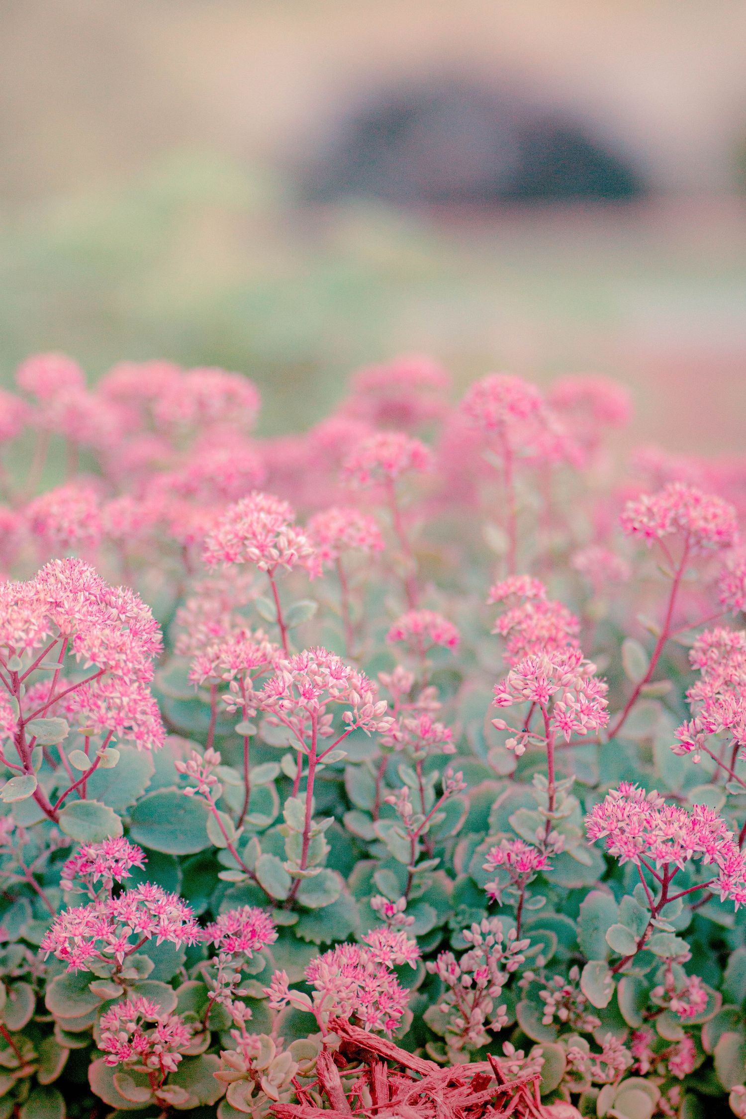 Close-up of pink sedum flowers in full bloom with green succulent leaves in a soft-focus garden setting.